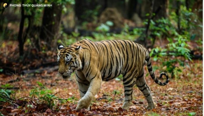 Tuổi Dần Năm Bính Ngọ 2026