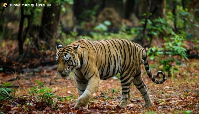 Tuổi Dần Năm Bính Ngọ 2026