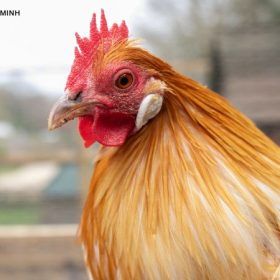 Tuổi Dậu Năm Ngọ 2026