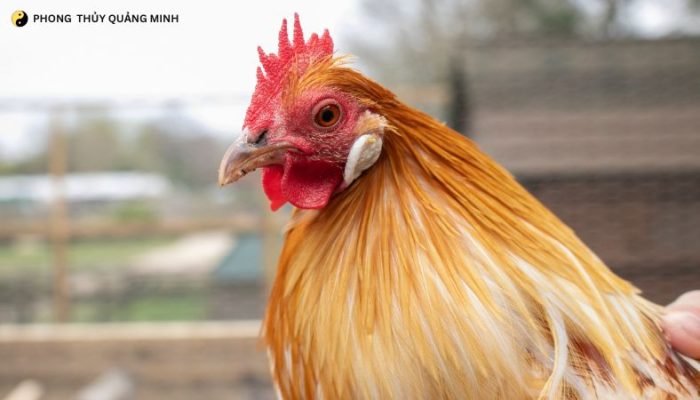 Tuổi Dậu Năm Ngọ 2026