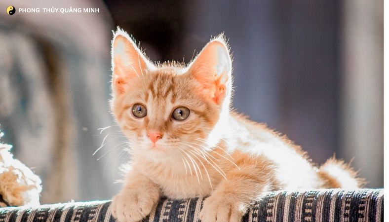 Tuổi Mão Năm Bính Ngọ 2026