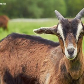 Tuổi Mùi Năm Bính Ngọ 2026