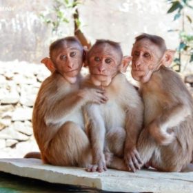 Tuổi Thân Năm 2026