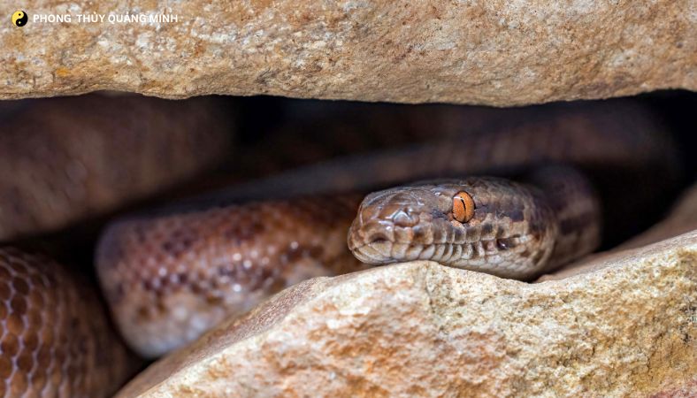 Tuổi Tỵ Năm Bính Ngọ 2026